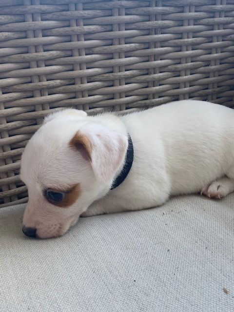 d'Edennefamily - Chiot disponible  - Jack Russell Terrier