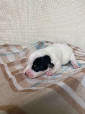 d'Edennefamily - Jack Russell Terrier - Portée née le 24/09/2021