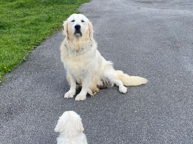 Pin-up d'Edennefamily