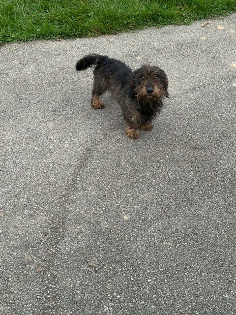 Teckel Du Domaine Brunemont