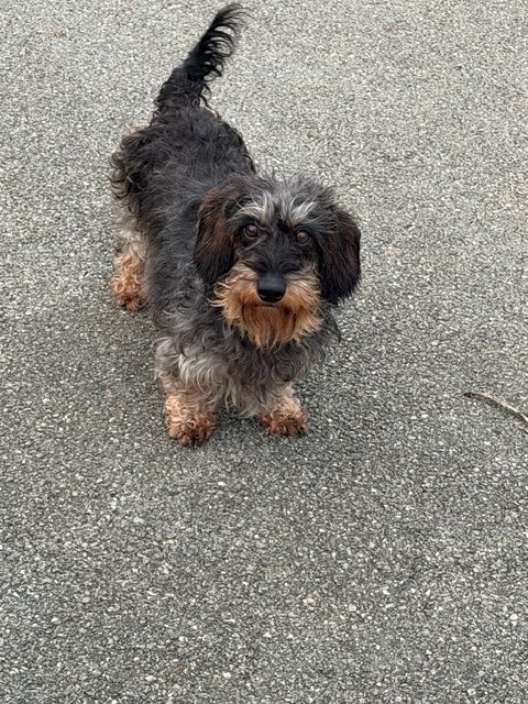 Tamara pitchoune d'Edennefamily