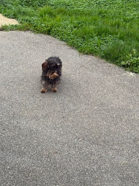 Trouvee pitchoune d'Edennefamily